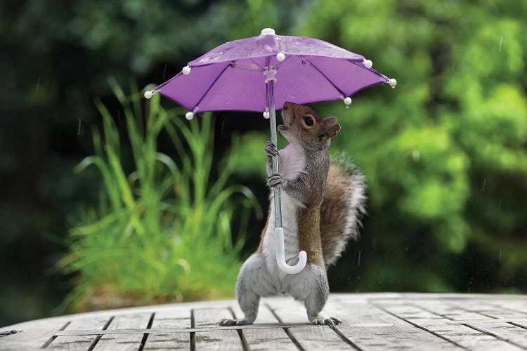 Umbrella I by Max Ellis wall art
