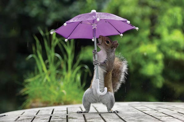 Squirrels: Umbrella I by Max Ellis