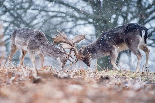 Reindeer: Warm Up Bout by Max Ellis