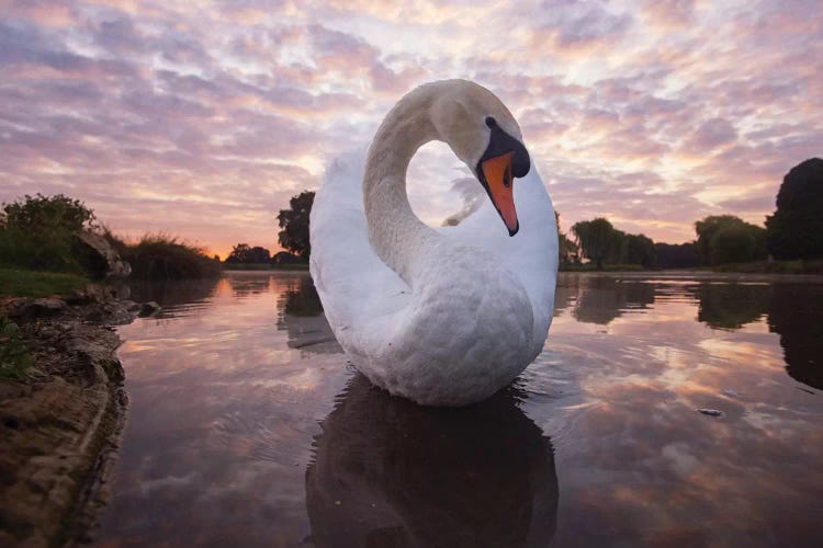 Ying Yang Swan