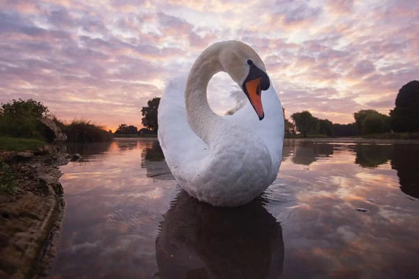 Swans: Ying Yang Swan by Max Ellis