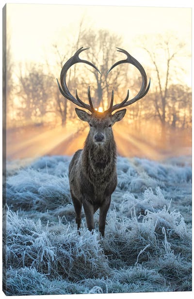 Love You Deer Fire And Ice Canvas Art Print - Sunrise & Sunset Art
