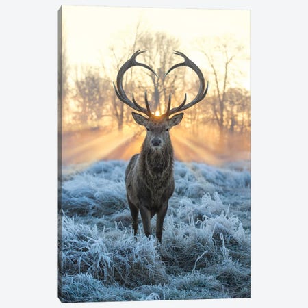 Love You Deer Fire And Ice Canvas Print #MXE78} by Max Ellis Canvas Artwork