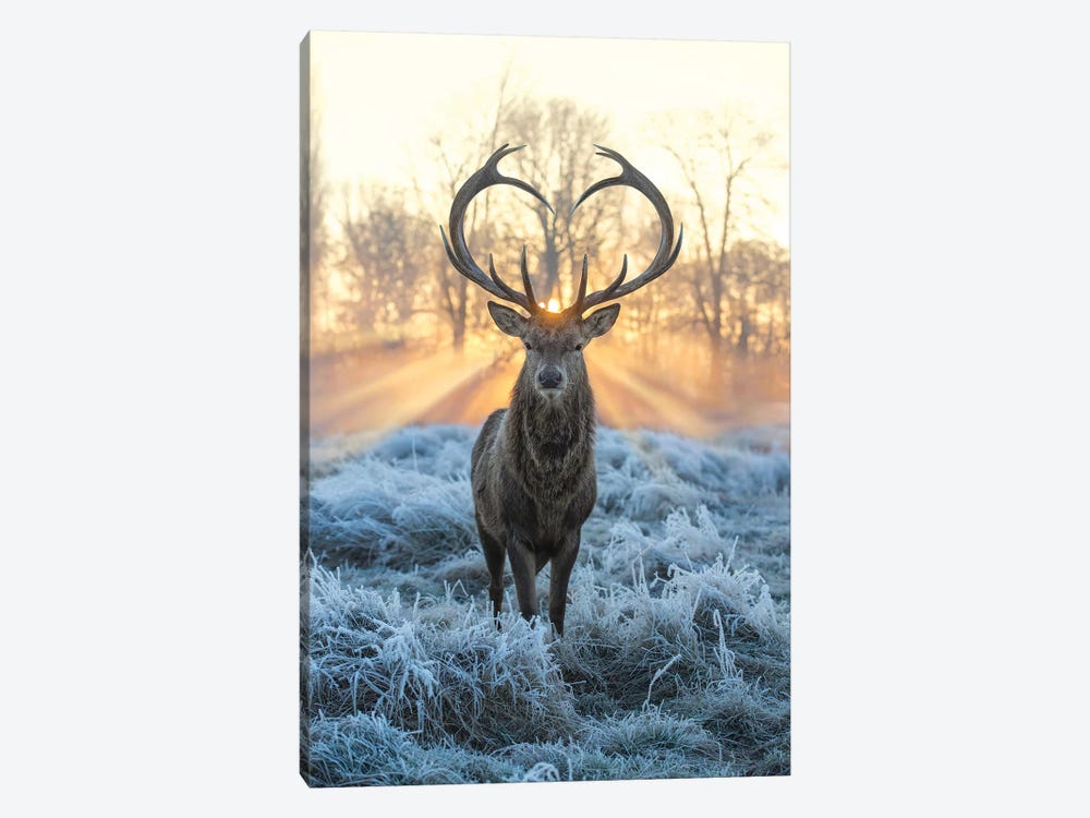 Love You Deer Fire And Ice by Max Ellis 1-piece Canvas Print