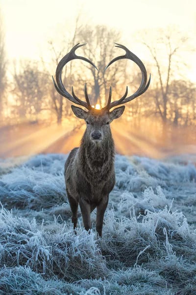 Deer: Love You Deer Fire And Ice by Max Ellis