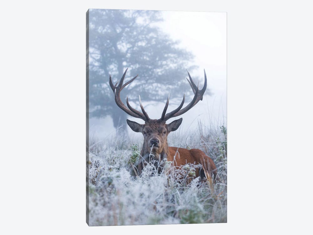Frosty Stag by Max Ellis 1-piece Canvas Artwork