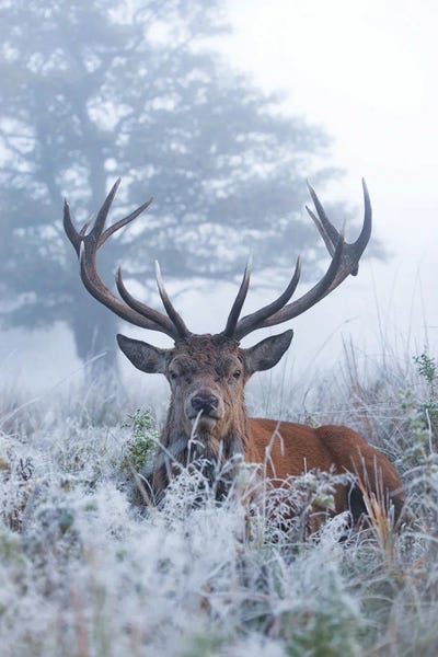 Max Ellis: Frosty Stag by Max Ellis