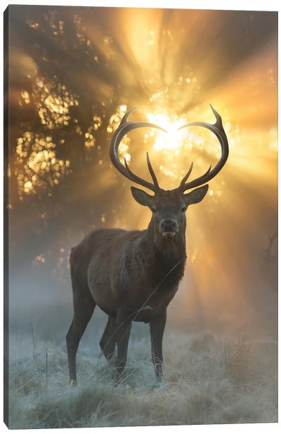 Heart Shaped Antlers Flare Canvas Art Print - Golden Hour