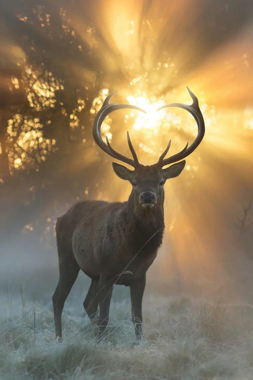 Heart Shaped Antlers Flare