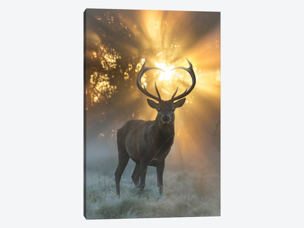 Heart Shaped Antlers Flare by Max Ellis 1-piece Canvas Art Print