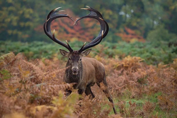 Hearts: Heart Shaped Antlers Rampant by Max Ellis