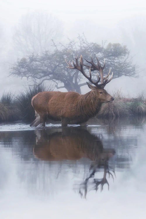 Mist And Hawthorn