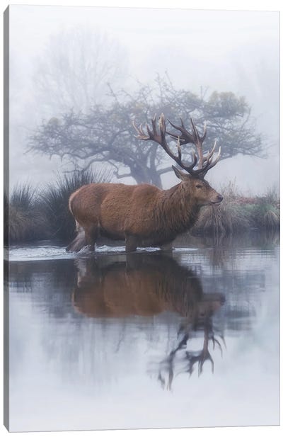 Mist And Hawthorn Canvas Art Print - Max Ellis