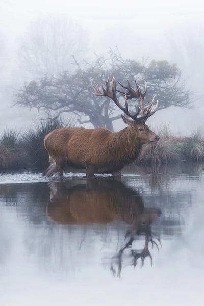 Max Ellis: Mist And Hawthorn by Max Ellis