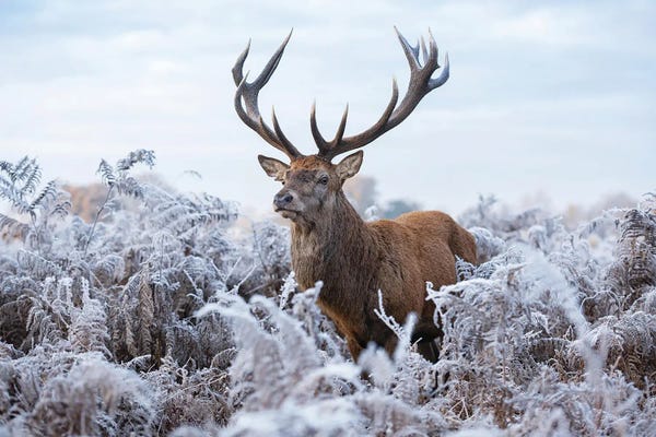 Rustic Winter: Fine Frosty Fellow by Max Ellis