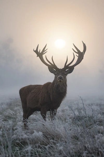 Frosty Glow