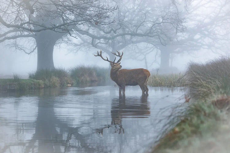 Monarch In The Stream