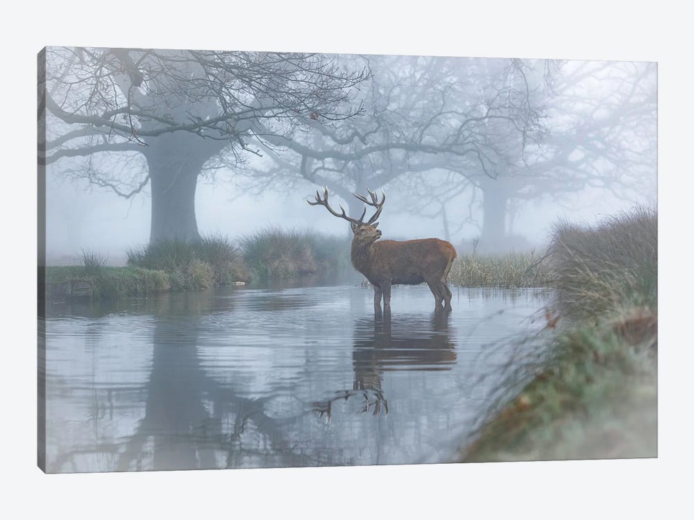 Monarch In The Stream by Max Ellis 1-piece Canvas Print