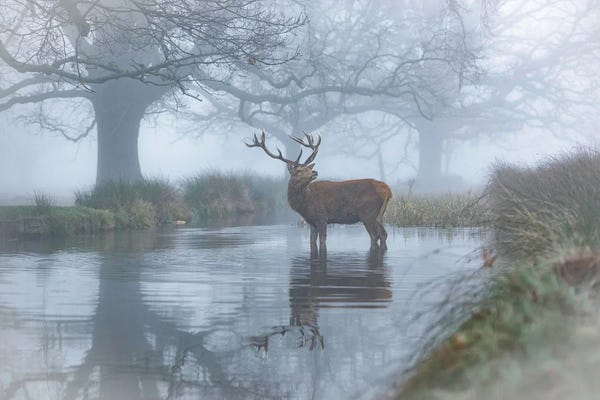 Mist & Fog: Monarch In The Stream by Max Ellis
