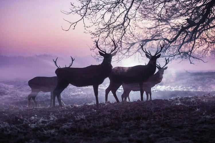 Mystic Mists