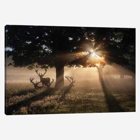 Summertime Dawn Under Chestnut Canvas Print #MXE89} by Max Ellis Art Print