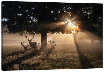 Summertime Dawn Under Chestnut Canvas Art Print - Max Ellis