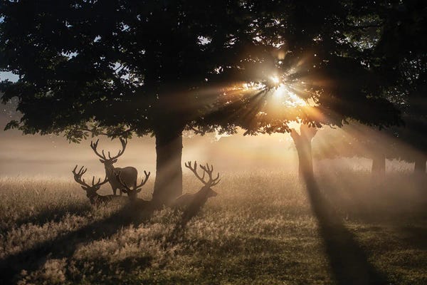 Summertime Dawn Under Chestnut