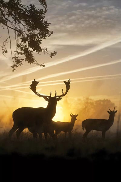 Deer: Criss-Cross by Max Ellis