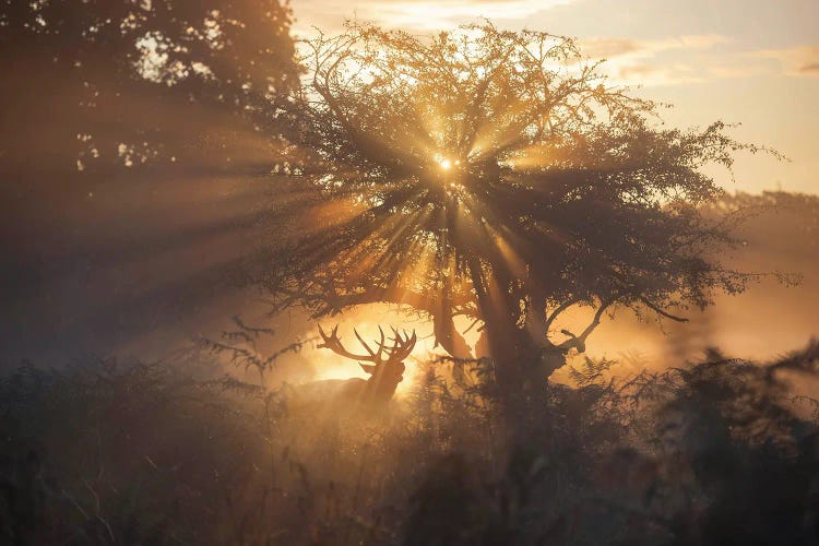 Golden Rut by Max Ellis wall art