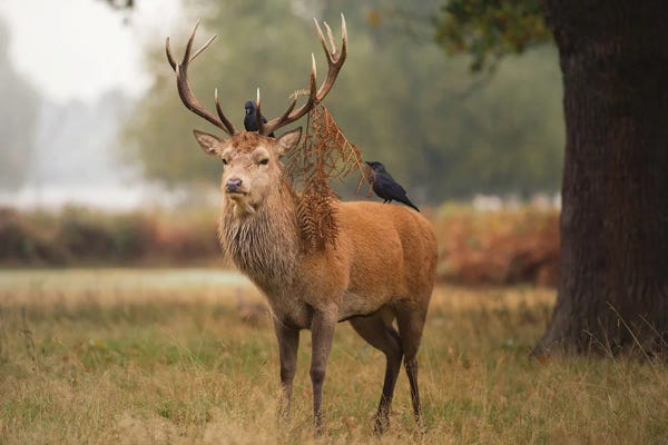 Elk: Feathered Friends by Max Ellis
