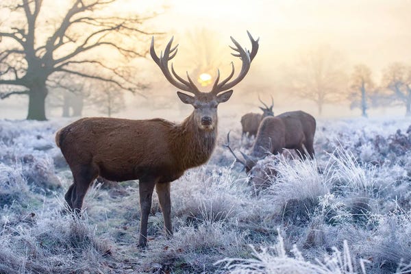 Elk: Seasons Greetings by Max Ellis