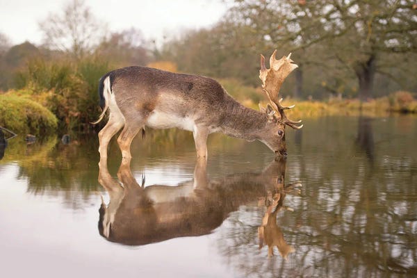 Elk: On Reflection by Max Ellis