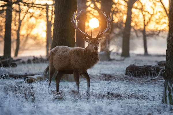 Elk: Winterland by Max Ellis
