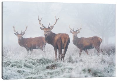 Fogbound Canvas Art Print - Elk Art