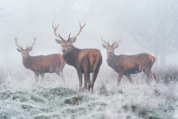 Elk: Fogbound by Max Ellis