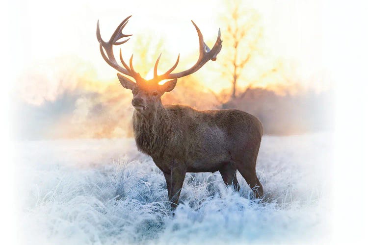 Emperor Of The Cold by Max Ellis wall art