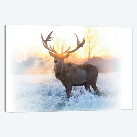 Emperor Of The Cold Canvas Print #MXE97} by Max Ellis Art Print