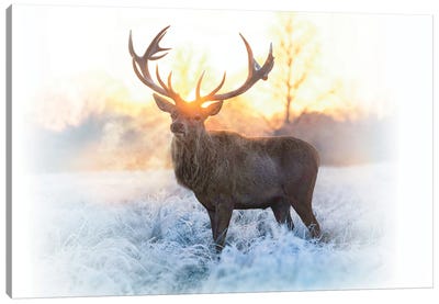 Emperor Of The Cold Canvas Art Print - Elk Art