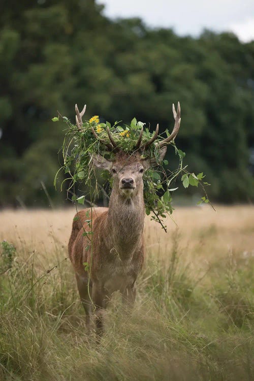 Summer Crown