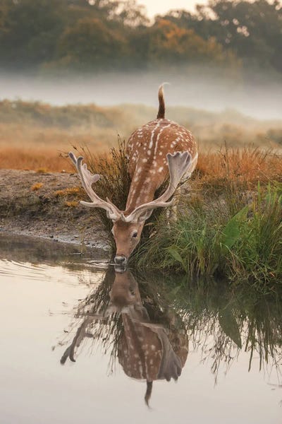 Max Ellis: Fallow Reflection by Max Ellis