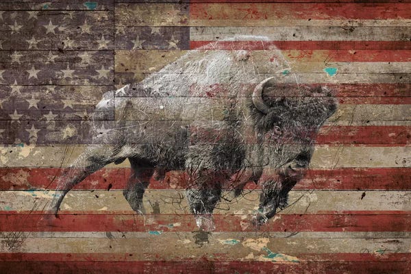 American Décor: American Bison II by Diego Tirigall