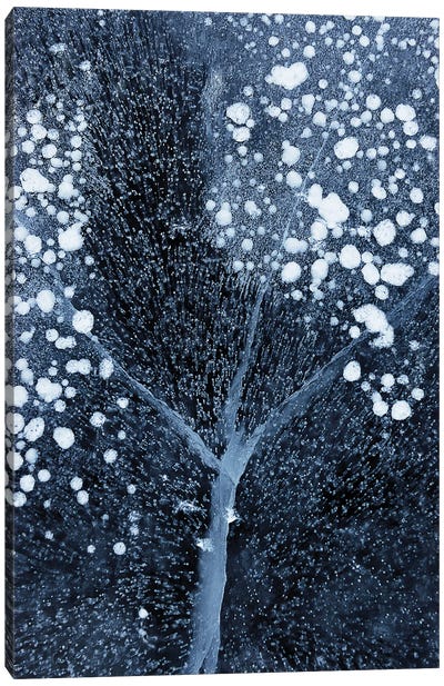 Winter Blossom Canvas Art Print