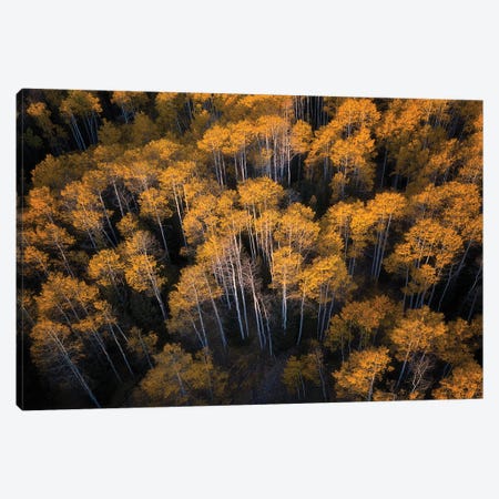 Aspen In Autumn Canvas Print #MXU7} by Mei Xu Canvas Print