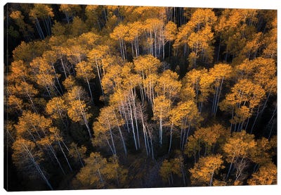 Aspen In Autumn Canvas Art Print