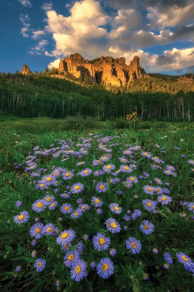 Daisies: Canyon And Daisies by Mei Xu