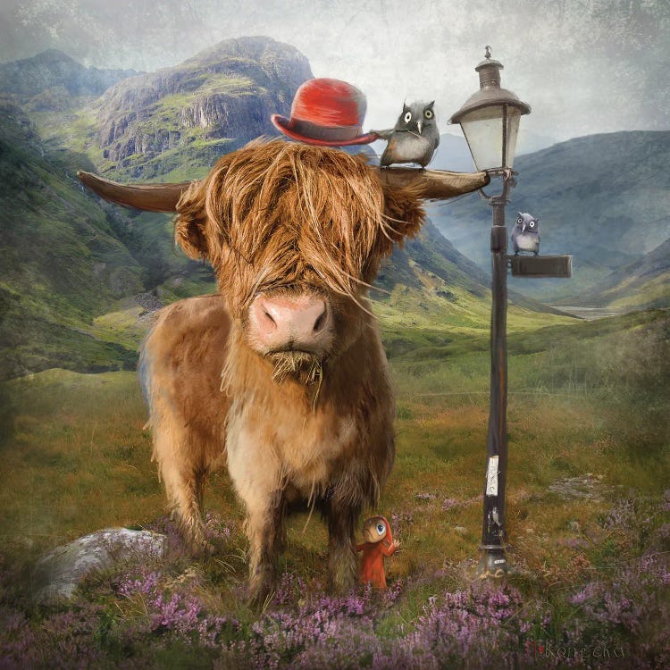 Highland Cow