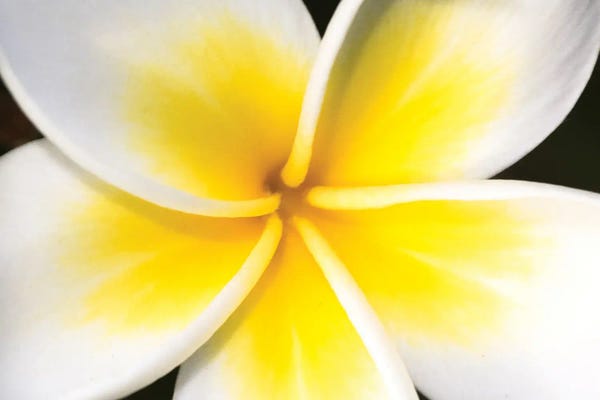 Shane Myers: White Plumeria by Shane Myers