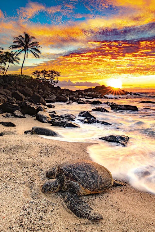 Vert Turt by Shane Myers wall art