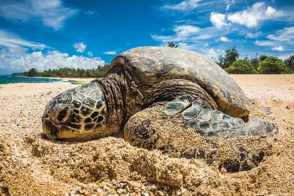 Turtles: Beach Redeux by Shane Myers