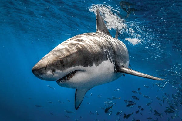 Sharks: Big Lou by Shane Myers